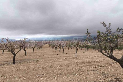 Helårsgrund i Yecla, Murcia, Yecla - € 45.000 | Ref: SF0565 - foto 5